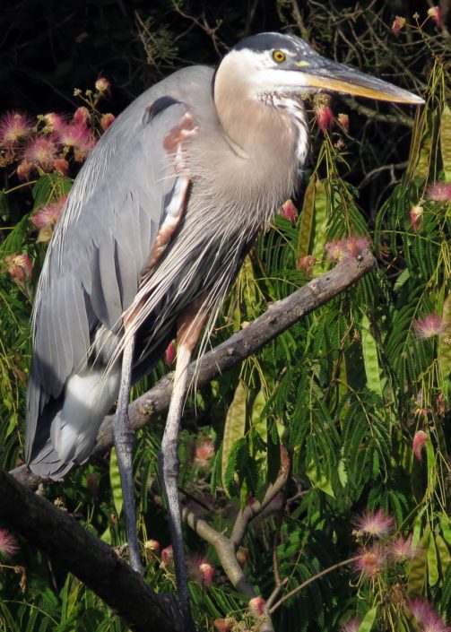 Great Blue Heron Great Blue Heron