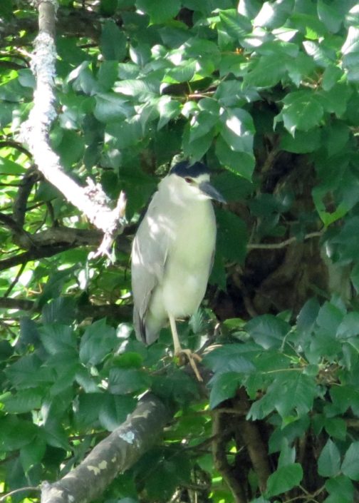 Black-crowned Night-Heron Black-crowned Night-Heron