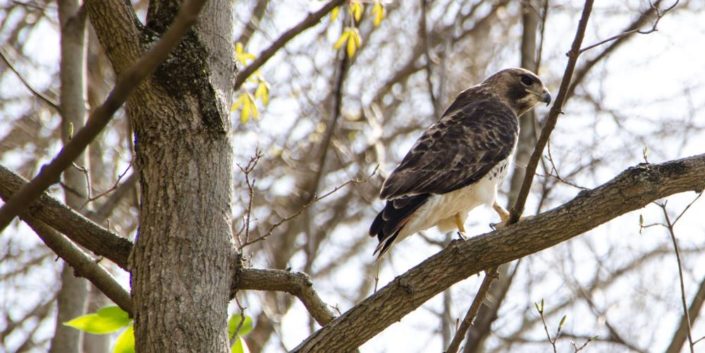 Red Tail Hawk along the Kingsport Greenbelt Red-Tailed Hawk