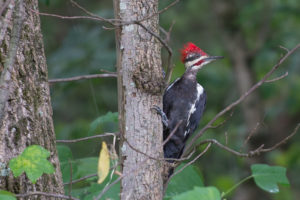 woodpecker