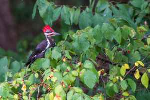 woodpecker in bush