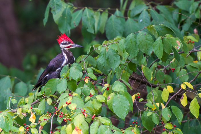 20160814-dsc_6280 woodpecker in bush