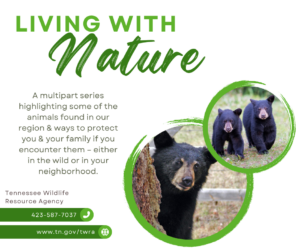bears