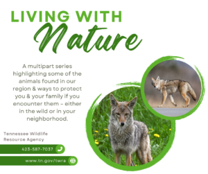 coyote