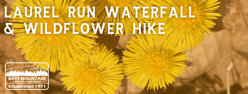 Laurel Run Waterfall & Wildflower Hike
