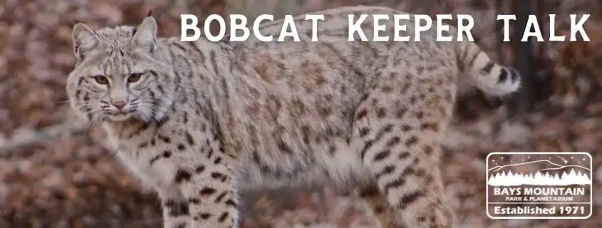 Bobcat Keeper Talk