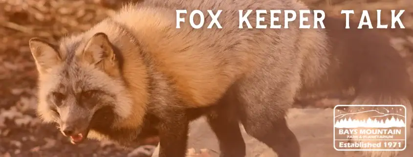 Fox Keeper Talk