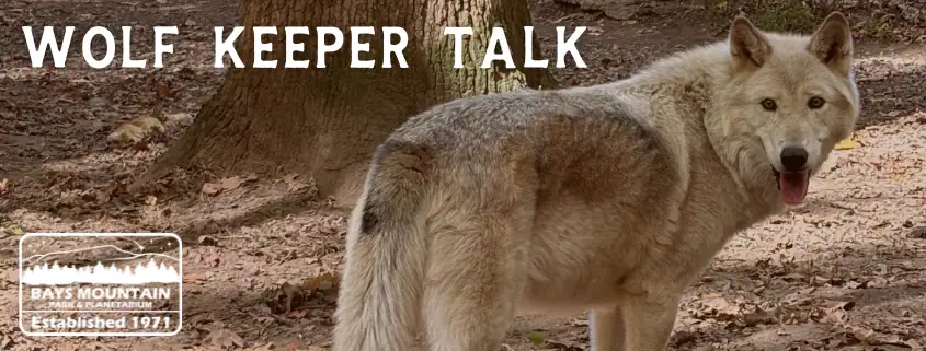 Wolk Keeper Talk