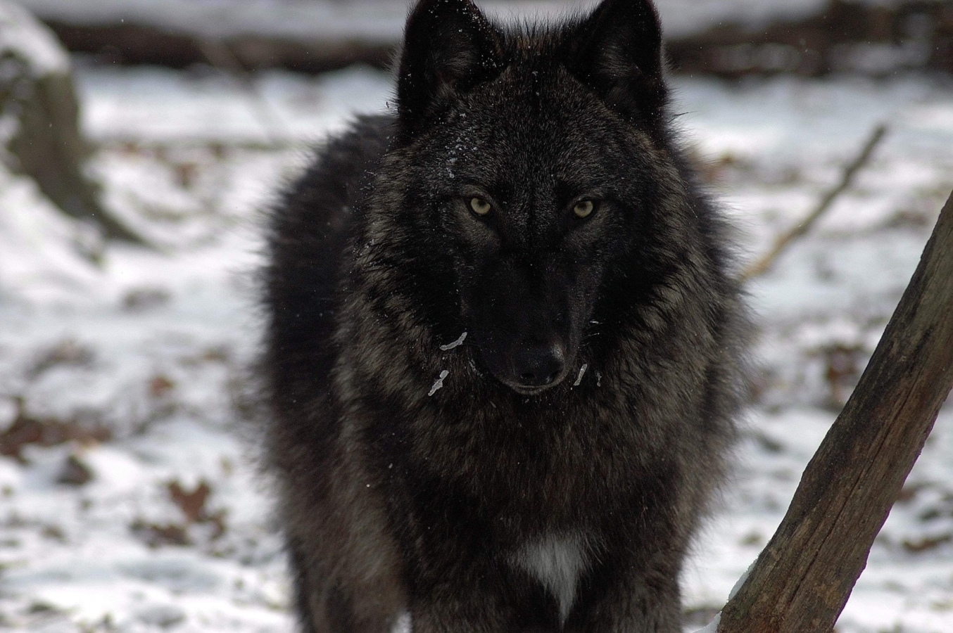 Tanasi  the wolf