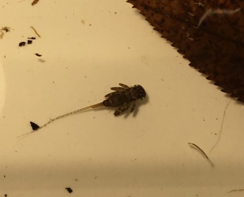 mayfly specimen